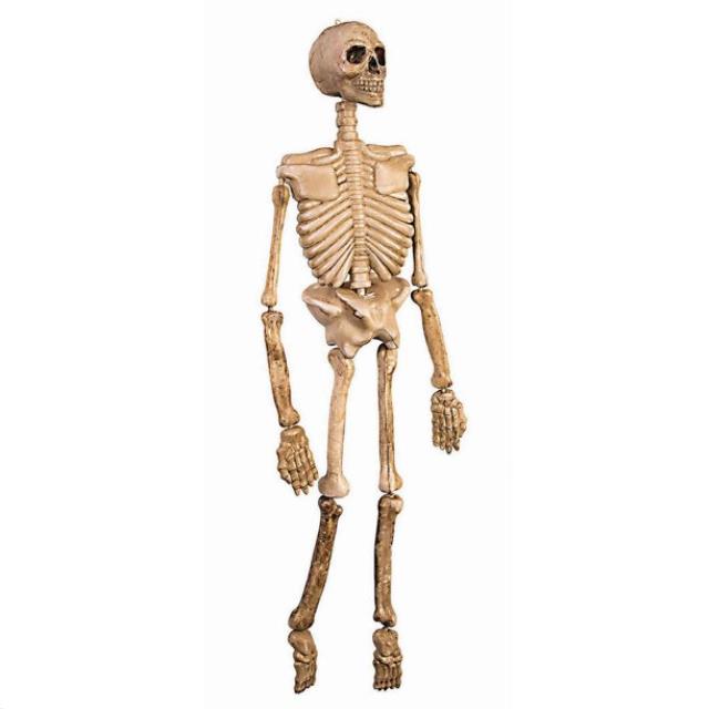 Rental store for Skeleton Prop named Darryl in Auburn IN