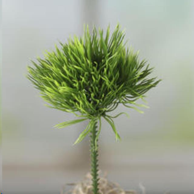Rental store for ARTIFICIAL MOSS GRASS PICK in Auburn IN