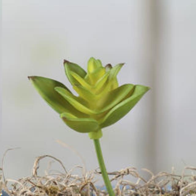 Rental store for PETITE ARTIFICIAL SUCCULENT PICK in Auburn IN